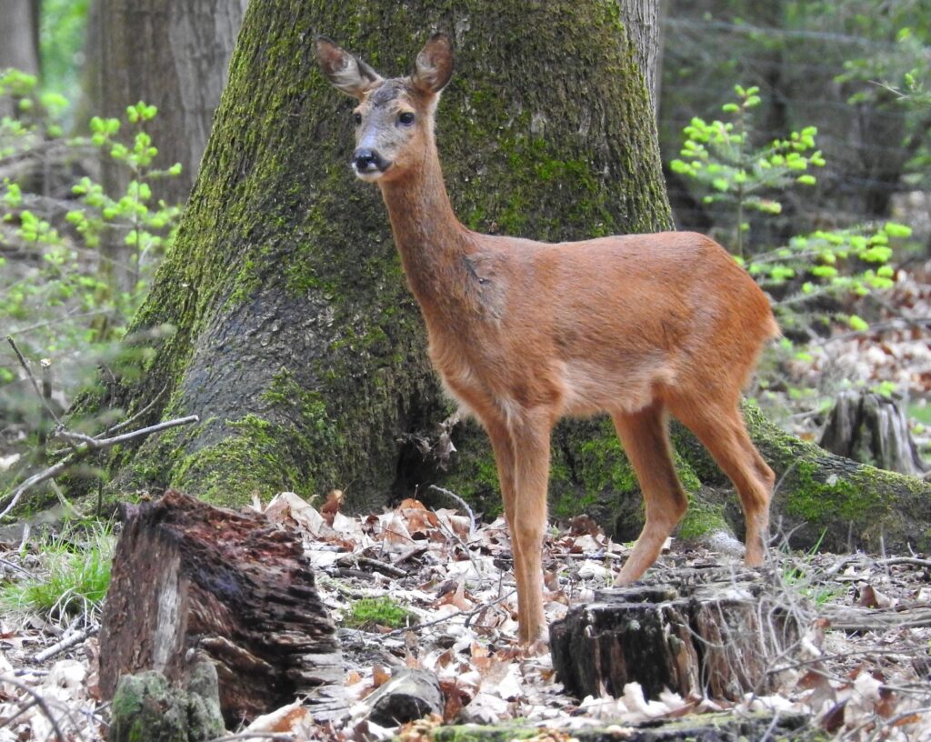 Fotowedstrijd Faunadag 2026: ‘vrouwelijk wild’