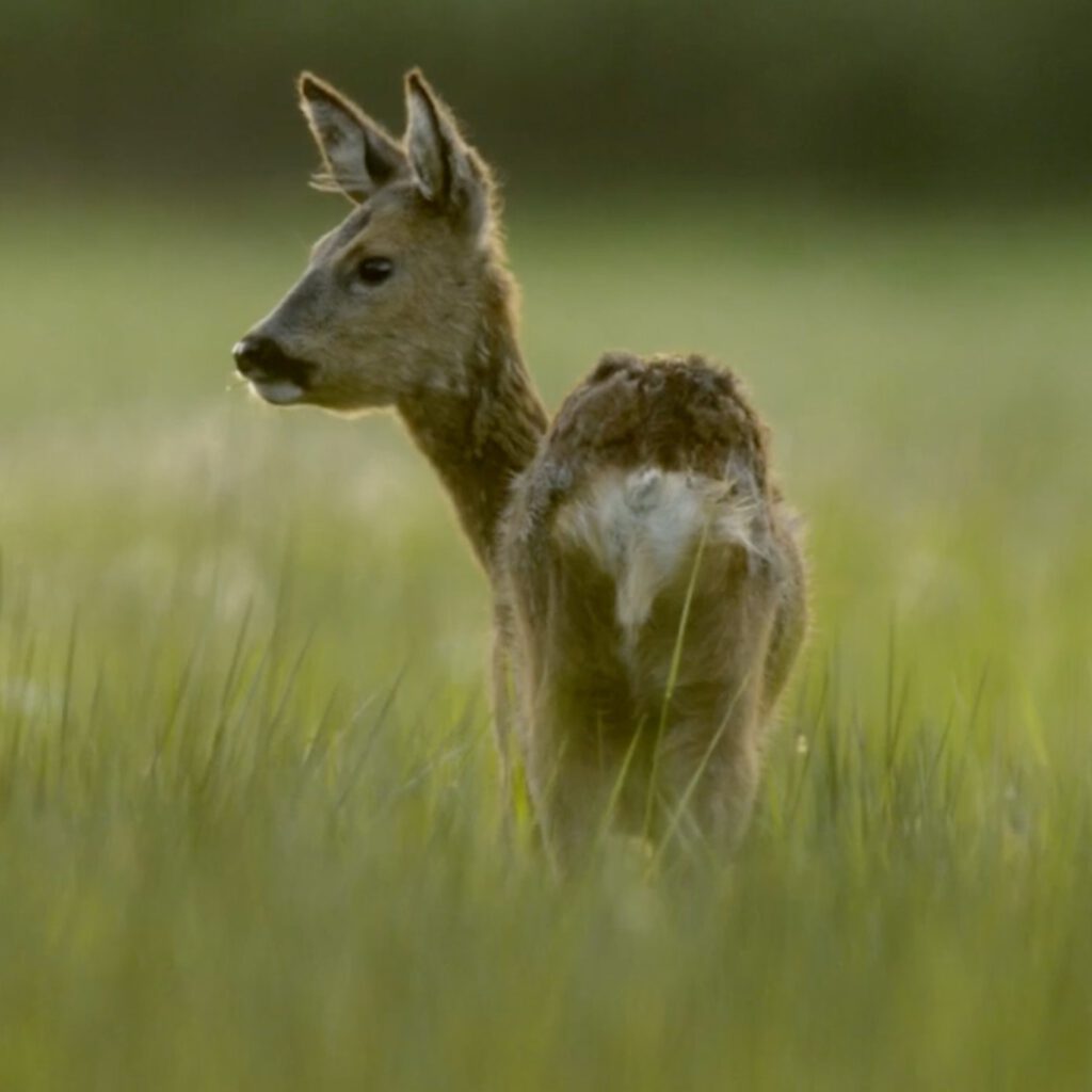 Middachten - bos-en-natuurbeheer